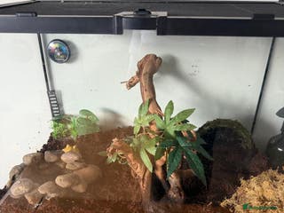 Frog reptiles Two Pac-Man frogs and set ups - Advert 2