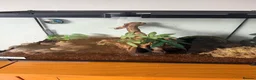 Frog reptiles for sale: Two Pac-Man frogs and set ups  - Advert 1