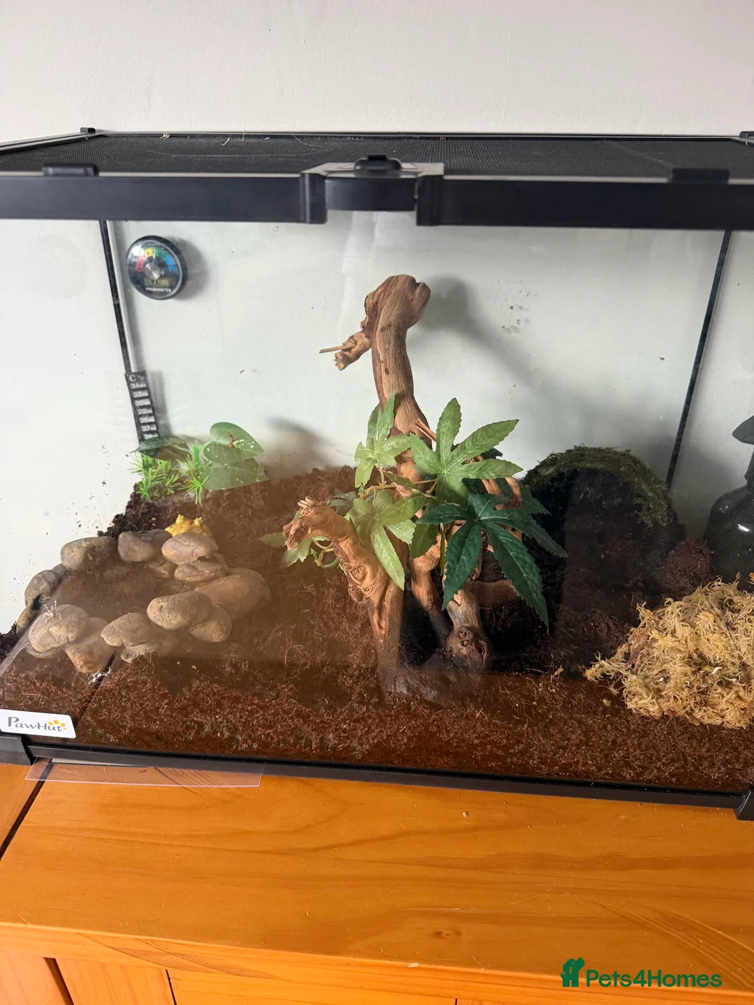 Frog reptiles for sale: Two Pac-Man frogs and set ups  - Advert 1