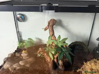 Frog reptiles Two Pac-Man frogs and set ups - Advert 15