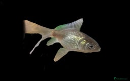 Fancy Goldfish fish for sale: Fancy Oranda goldfish - Image 3