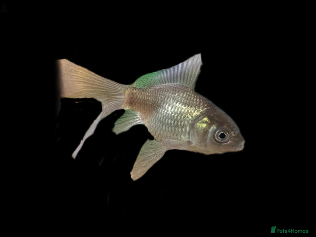 Fancy Goldfish fish for sale: Fancy Oranda goldfish - Image 3