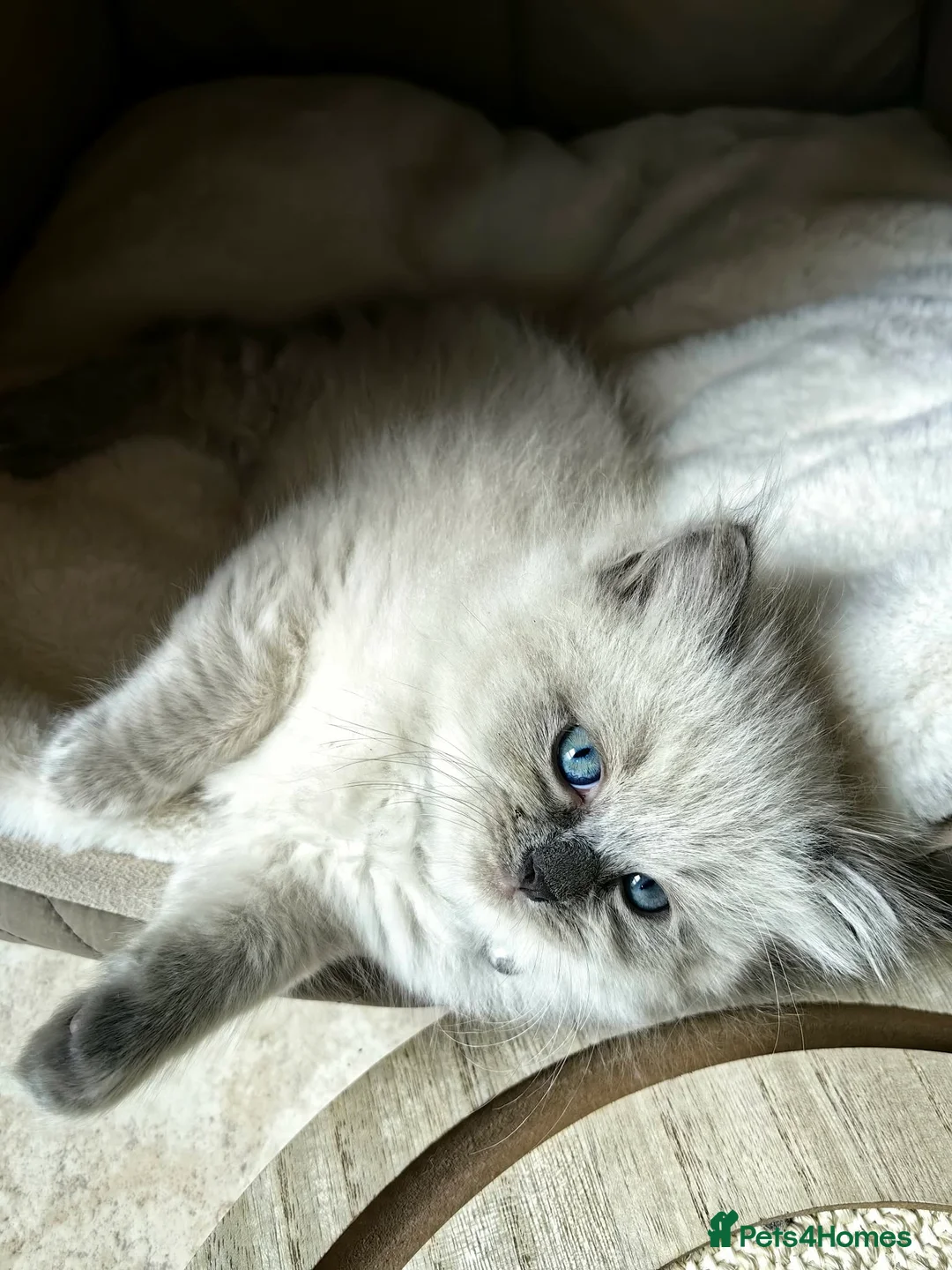 Ragdoll cats for sale: Beautiful Ragdoll Kittens for Sale 🐾 in Basingstoke - Advert 10