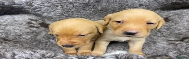 Labrador Retriever Puppy 1