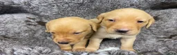 Labrador Retriever dogs for sale: Beautiful 2x KC Reg Fox Red Labrador Dog Puppies  in New Milton - Advert 3