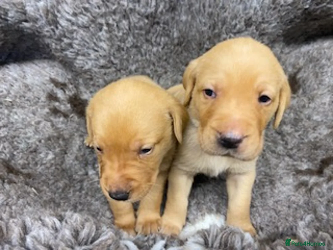 Labrador Retriever dogs for sale: Beautiful 2x KC Reg Fox Red Labrador Dog Puppies  in New Milton - Advert 3