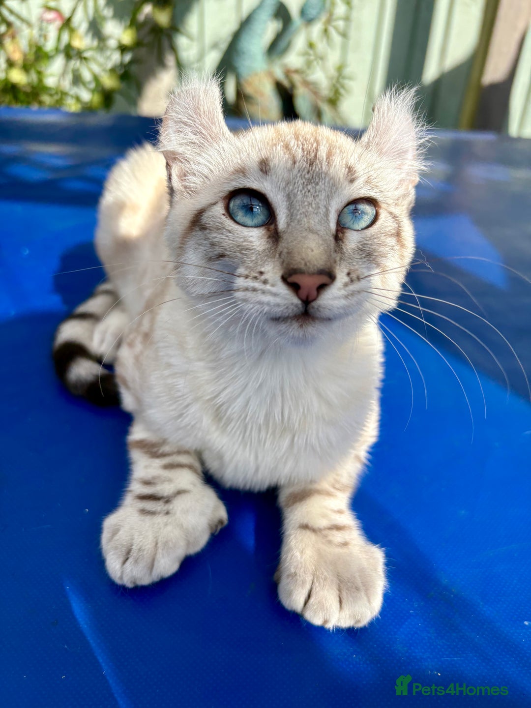 Keetso cats for sale: Breath taking polydactyl curled eared girl  - Image 22