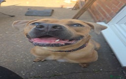 Mixed Breed dogs for sale: 1yr old Staffy x American Bulldog - Image 1