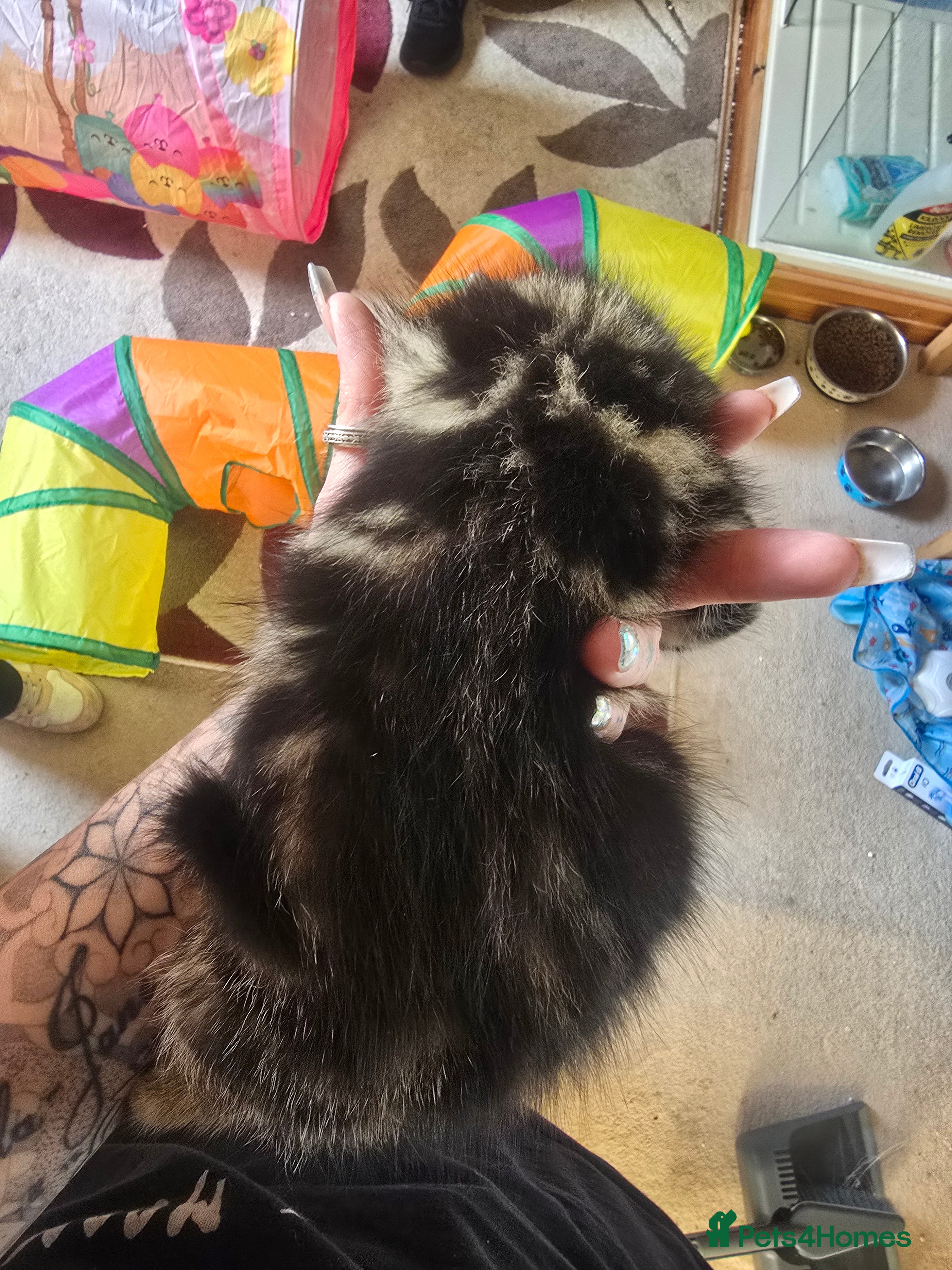Mixed Breed cats for sale: 5 beautiful kittens looking for their forever home in Fleetwood - Advert 10