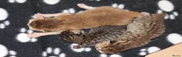 British Shorthair cats for sale: Beautiful TICA Kittens -Exceptional Pedigree Lines - Advert 7
