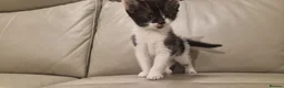 Mixed Breed cats for sale: Stunning tuxedo purebred female  - Advert 4