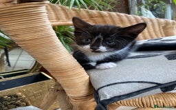 Mixed Breed cats for sale: 4 kittens  - Image 9