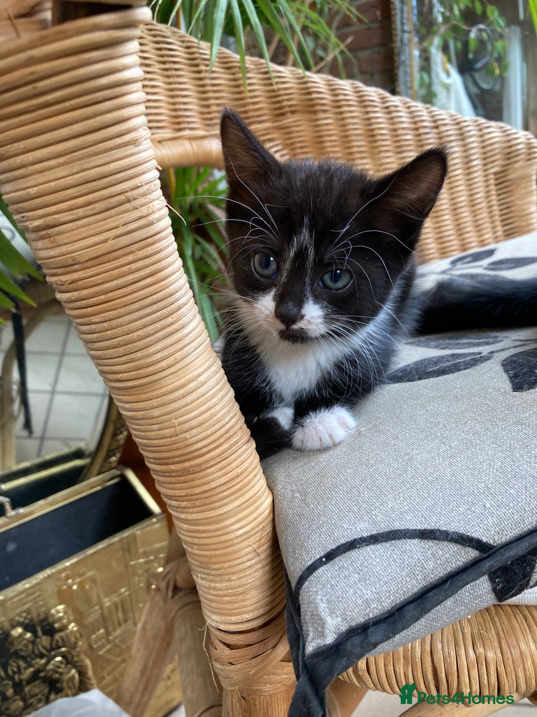 Mixed Breed cats for sale: 4 kittens  - Image 9