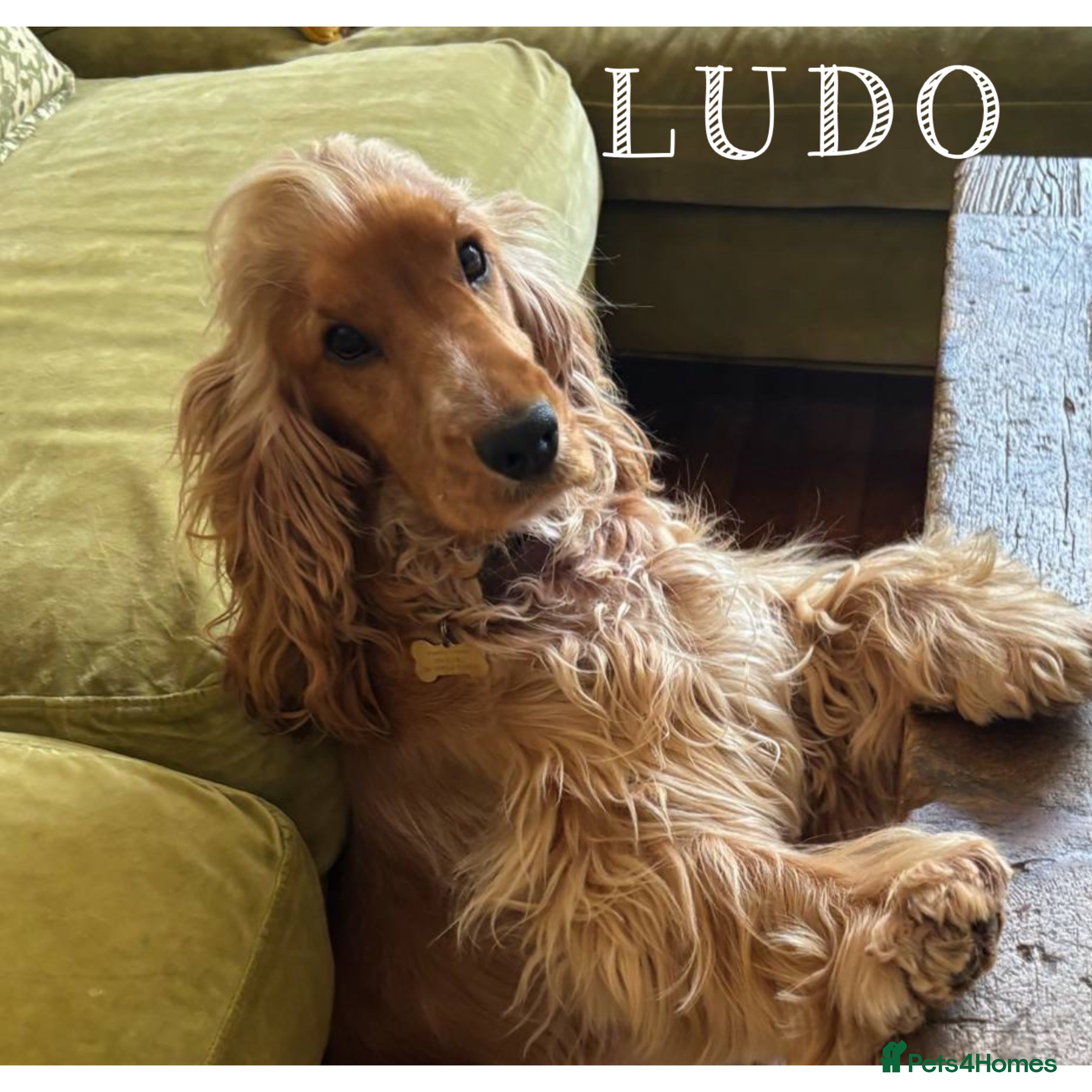 Cocker Spaniel dogs LUDO - GOLDEN Show Cocker Pedigree Stud TOP Tested in Bradford-on-Avon - Advert 8