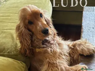 Cocker Spaniel dogs LUDO - GOLDEN Show Cocker Pedigree Stud TOP Tested in Bradford-on-Avon - Advert 2