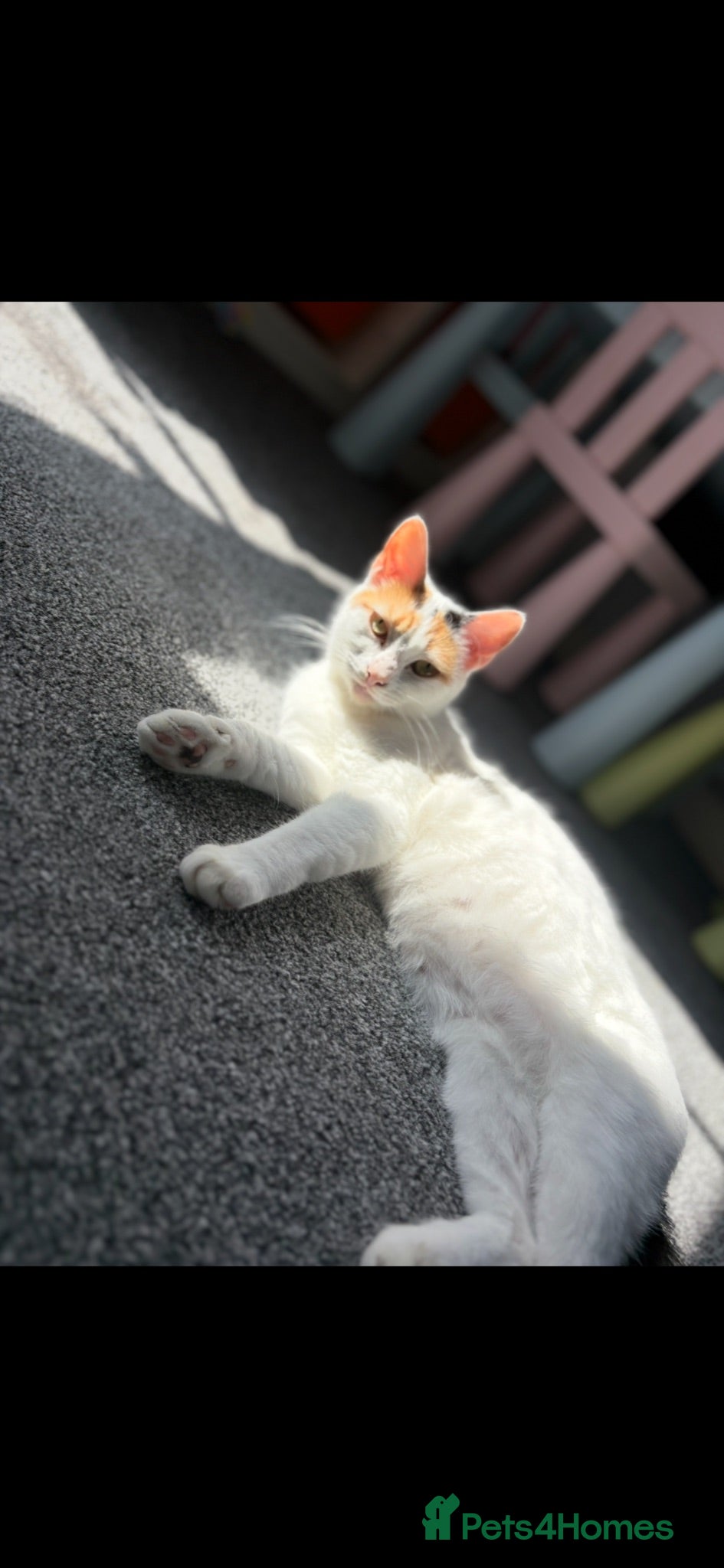 Mixed Breed cats Calico girl needing new home  - Advert 14