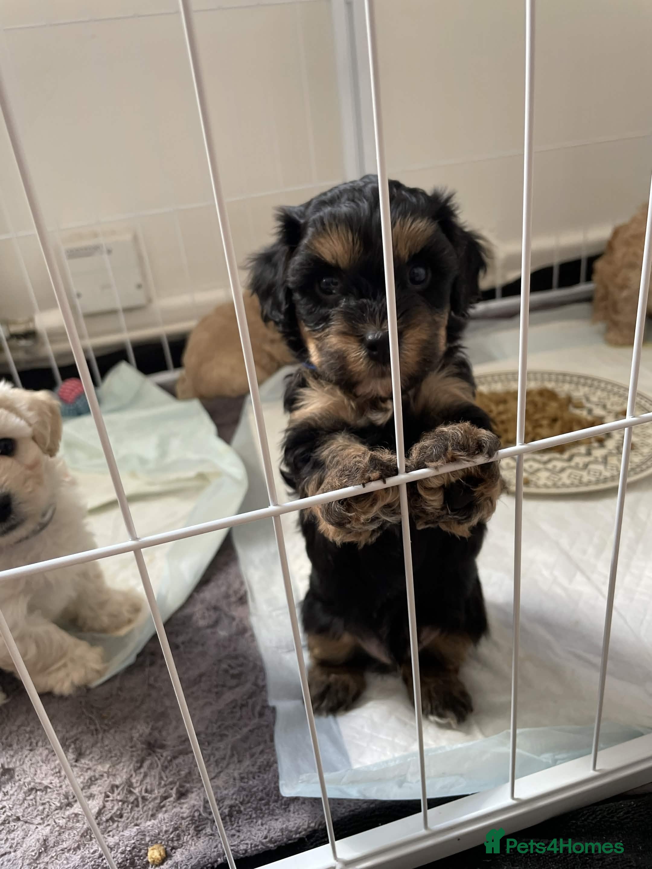 Cavapoochon dogs Gorgeous Toy Cavapoochon puppies  - Advert 1