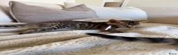 Bengal cats for sale: ✨ Pedigree Rosetted Bengal Kittens - Ready Soon✨ - Advert 6