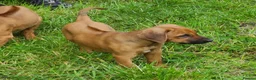 Rhodesian Ridgeback dogs for sale: Gentlemen of the Savanna. - Advert 4