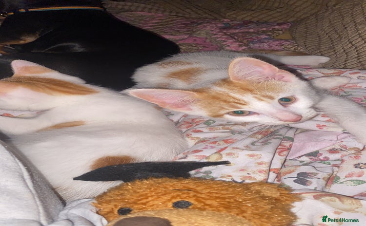 Domestic Shorthair cats - Advert 7