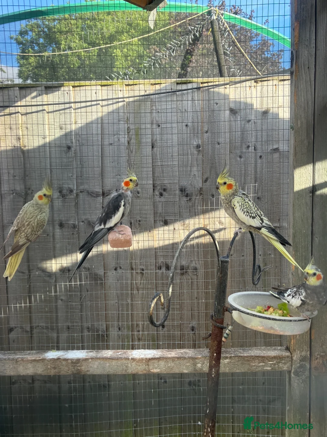 Cockatiels birds for sale: Cockatiels  - Advert 2