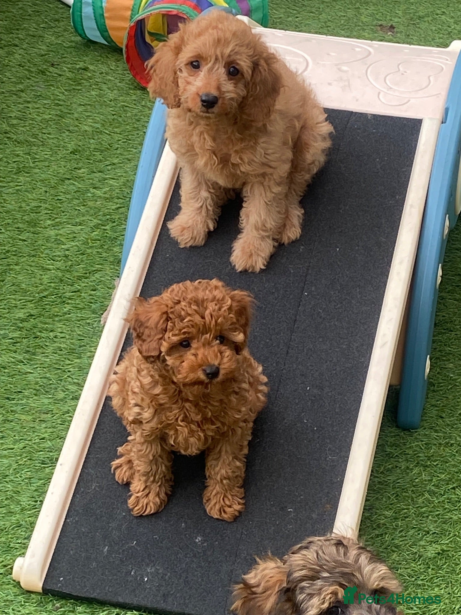 Cavapoo dogs     Stunning F1b Cavapoo Girls DNA Tested lines  - Advert 1