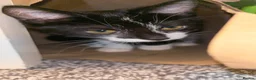 Mixed Breed cats for sale: 10 week old kittens - Advert 1