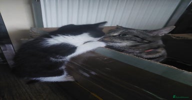 Mixed Breed cats - Advert 5