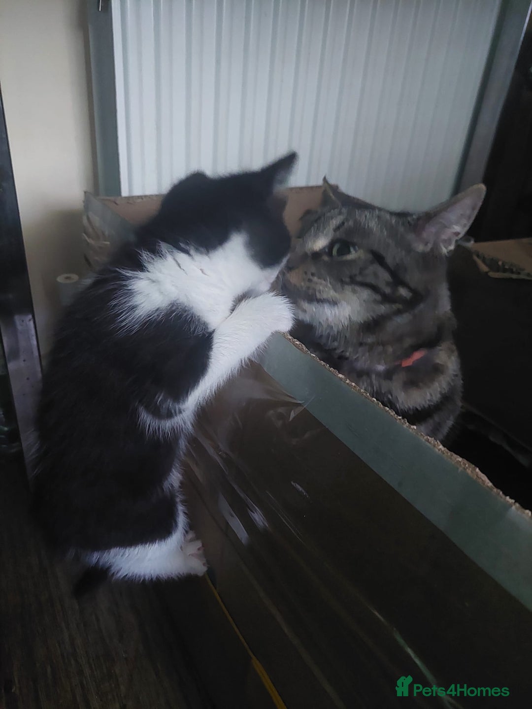 Mixed Breed cats for sale: What you can write about kittens?)Amazing and kind - Advert 3