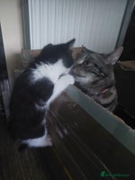 Mixed Breed cats - Advert 3