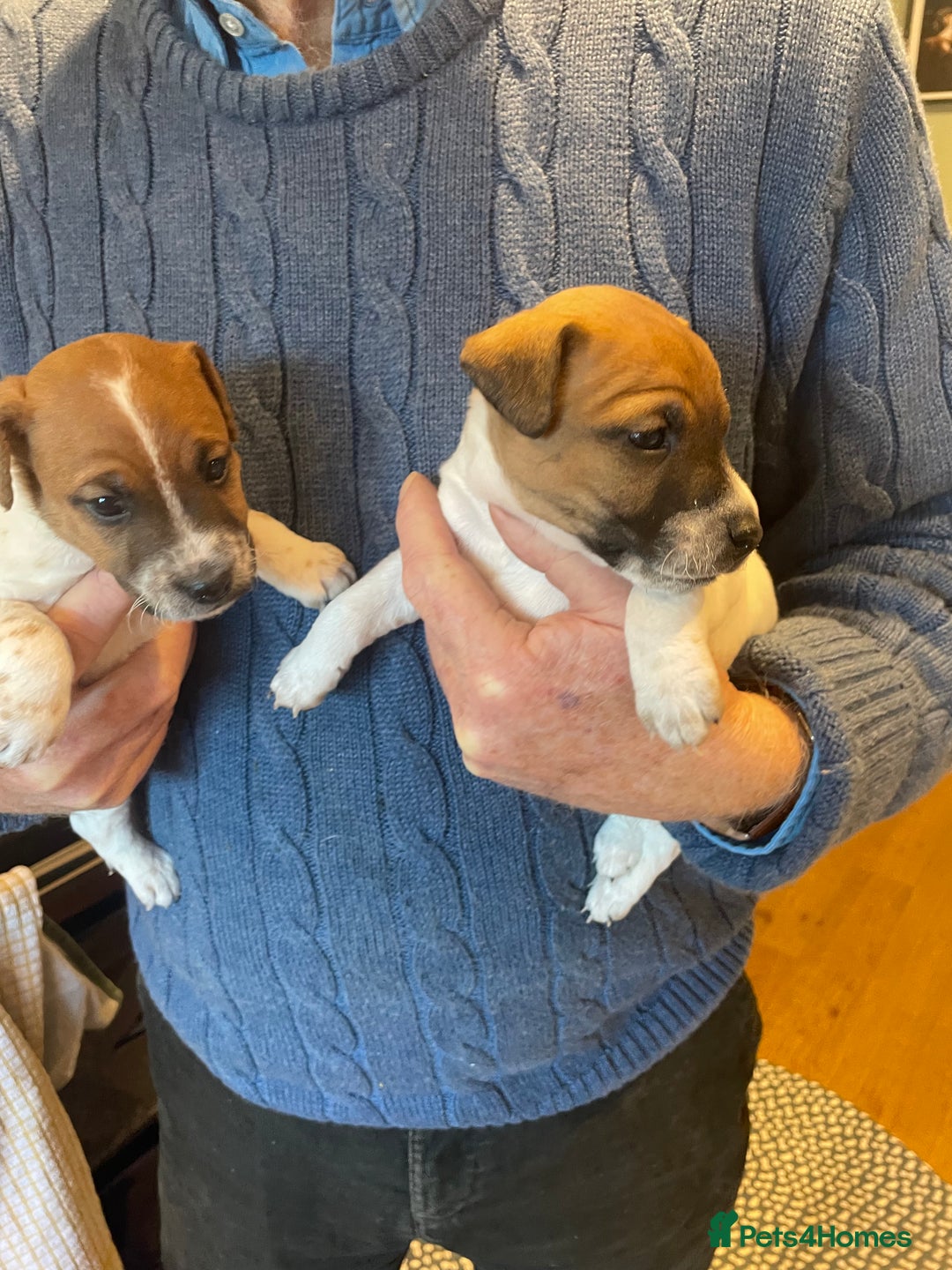 Jack Russell dogs for sale: Jack Russell puppies for sale - Advert 7