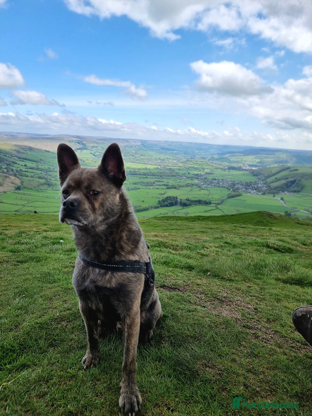 Mixed Breed dogs for sale: Ronnie  - Advert 7