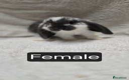 French Lop rabbits for sale: Beautiful French Lop Bunnies - Image 7