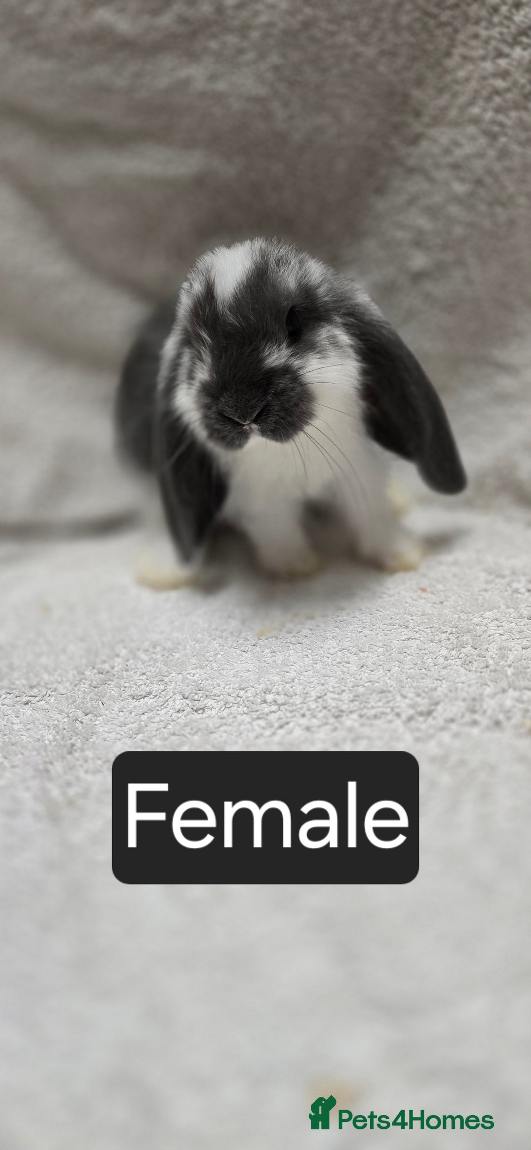 French Lop rabbits for sale: Beautiful French Lop Bunnies - Image 7