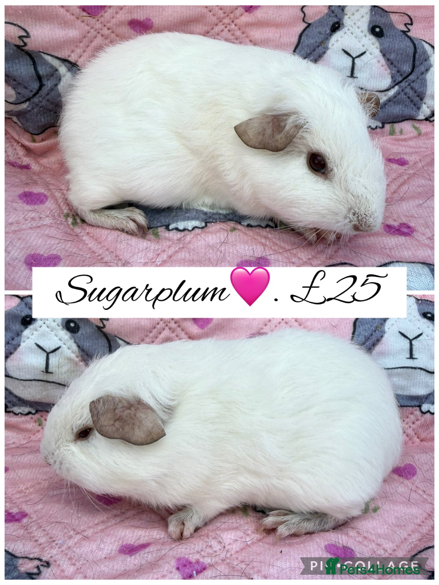 Guinea Pig rodents Male/Female guinea pigs  - Advert 13