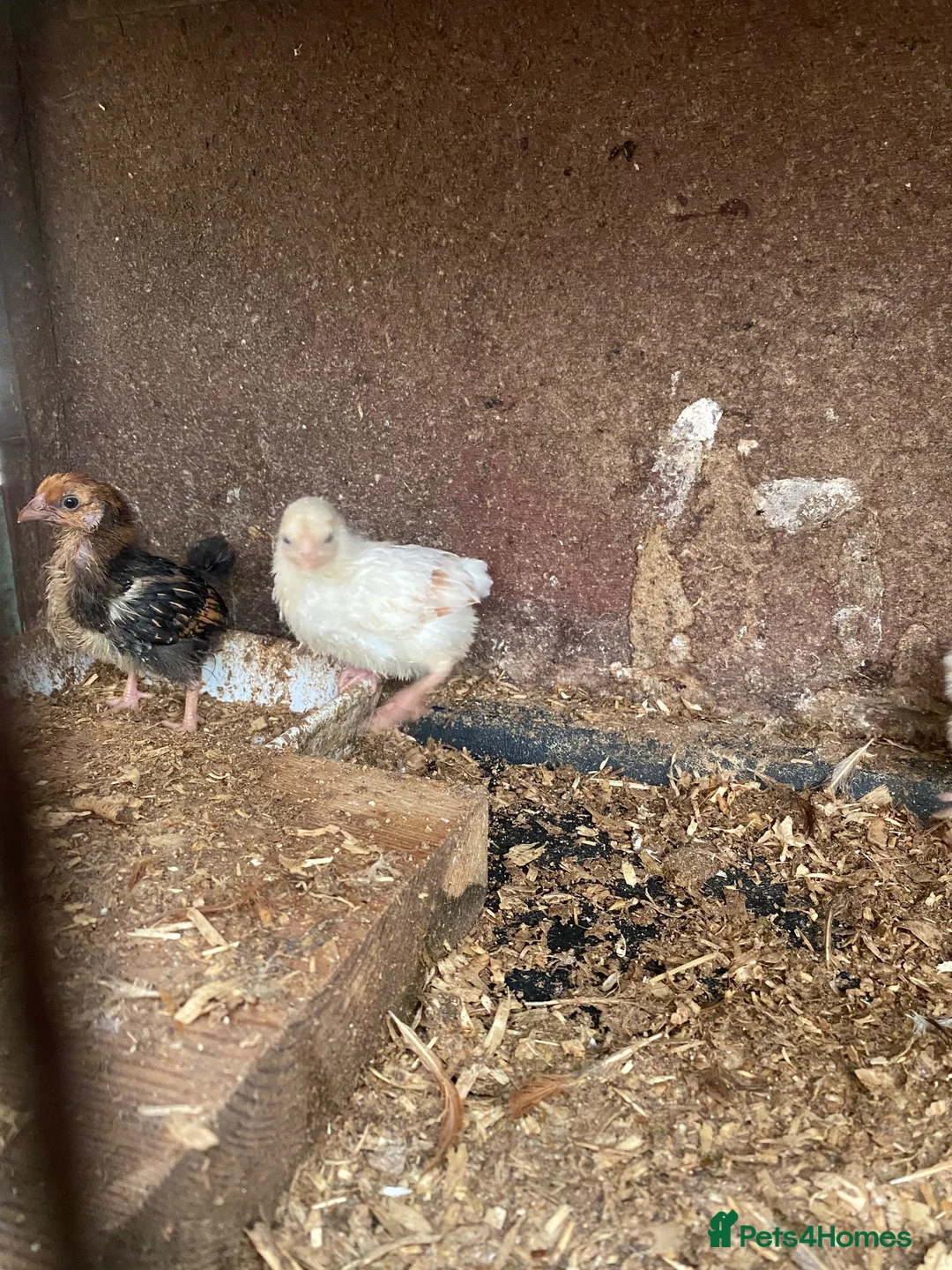Chickens poultry for sale: Beautiful chickens, please see details for price  - Advert 13