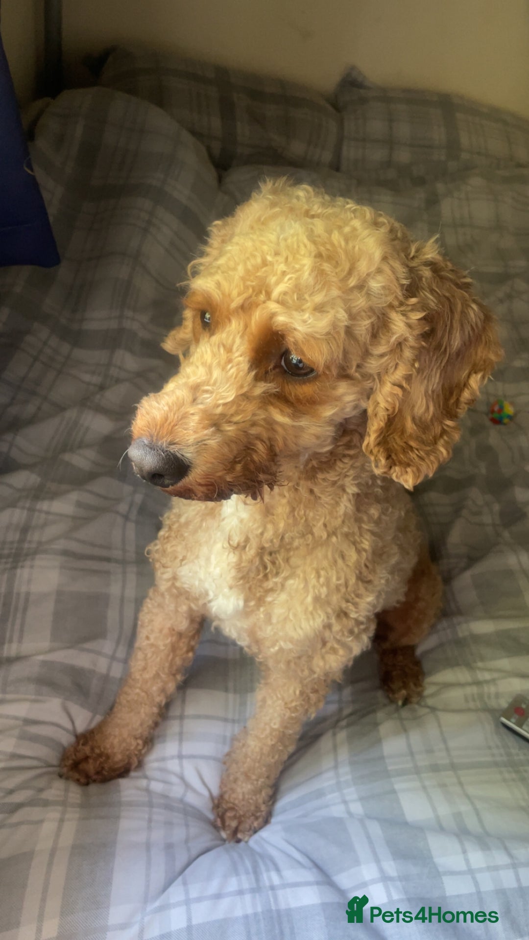 Cockapoo dogs for sale: Cockapoo  - Image 6