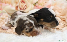 Miniature Dachshund dogs for sale: KC Miniature Dachshund Puppies - Image 24
