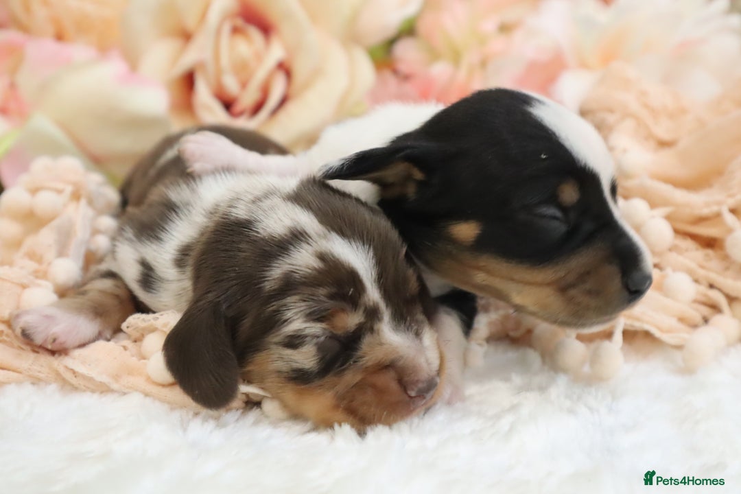 Miniature Dachshund dogs for sale: KC Miniature Dachshund Puppies - Image 24