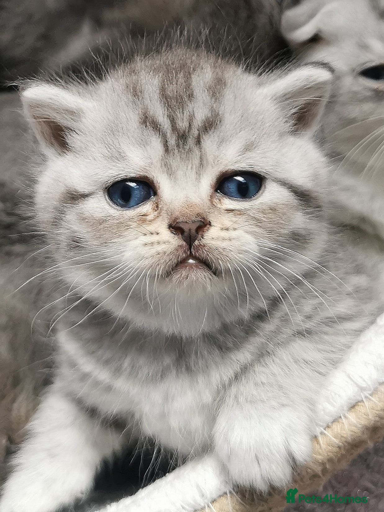 Mixed Breed cats ❤️Luxury Chinchilla Persian Scottish Fold Kittens - Advert 3