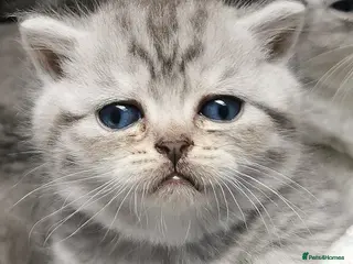 Mixed Breed cats ❤️Luxury Chinchilla Persian Scottish Fold Kittens - Advert 3