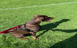 Dobermann dogs for stud: PROVEN SIRE, SON OF COME AS YOU ARE I-REX(Imp Scg) in Leeds - Image 9