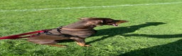 Dobermann dogs for stud: PROVEN SIRE, SON OF COME AS YOU ARE I-REX(Imp Scg) in Leeds - Advert 9