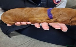 Cockapoo dogs for sale: Toy cockerpoo fox red puppy - Image 11