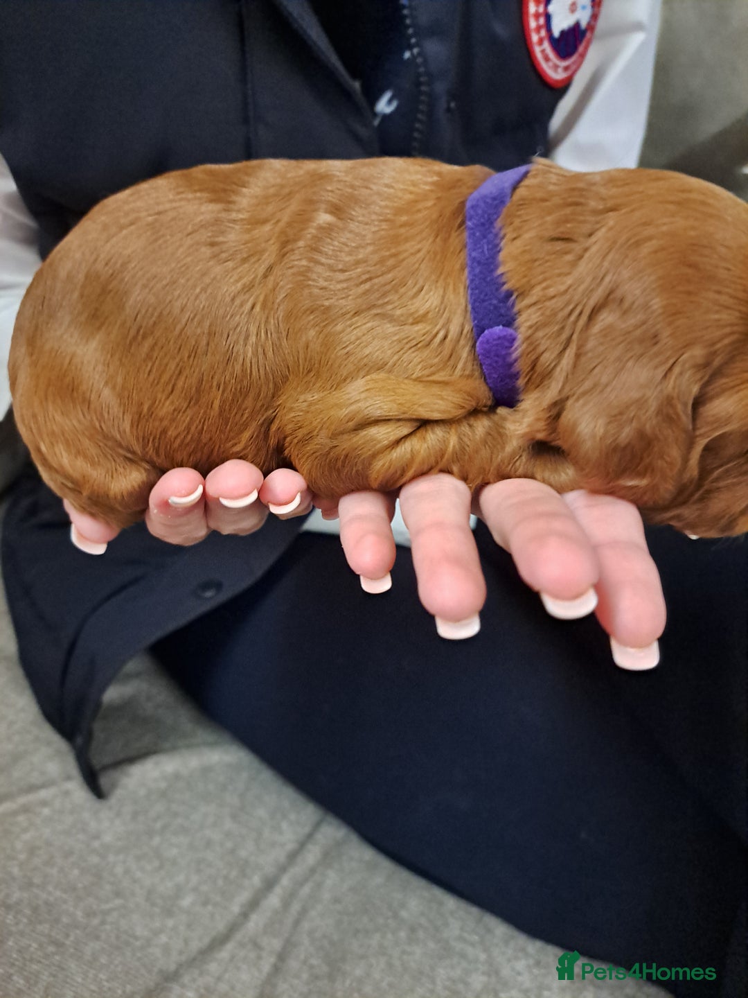 Cockapoo dogs for sale: Toy cockerpoo fox red puppy - Image 11