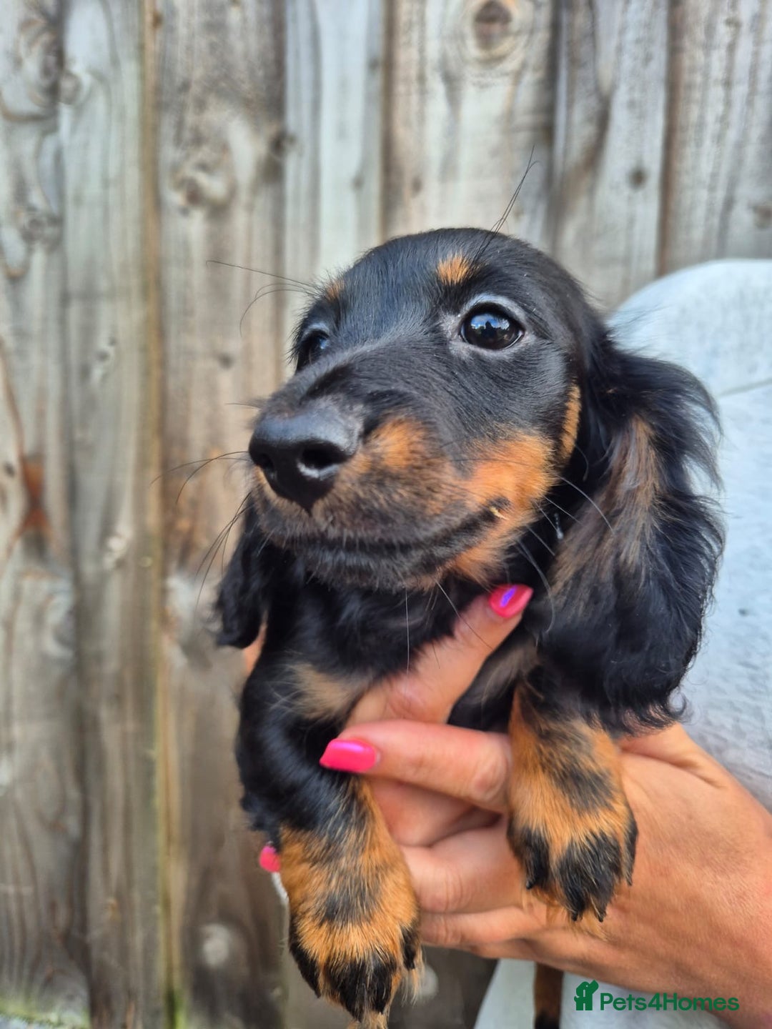 Miniature Dachshund dogs for sale: Long haired miniature dachshunds  - Image 10
