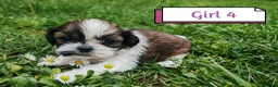 Shih Tzu dogs for sale: 💕 Adorable pure bred Shih Tzu puppies 💖  - Advert 9