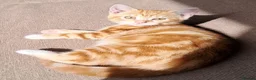 Mixed Breed cats for sale: Rare beautiful ginger tabby girl in Harlow - Advert 33