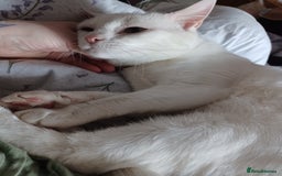 Turkish Angora cats for sale: Beautiful 14 month Pure White Boy - Image 2