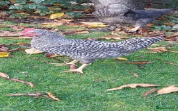 Chickens poultry for sale: Cockerels  green egg gene - Image 6